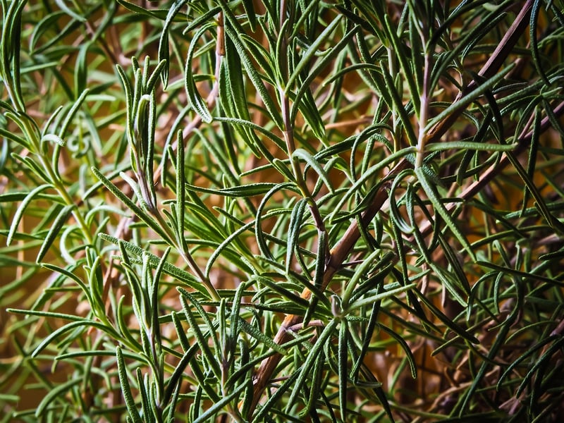 Gardening Workshops